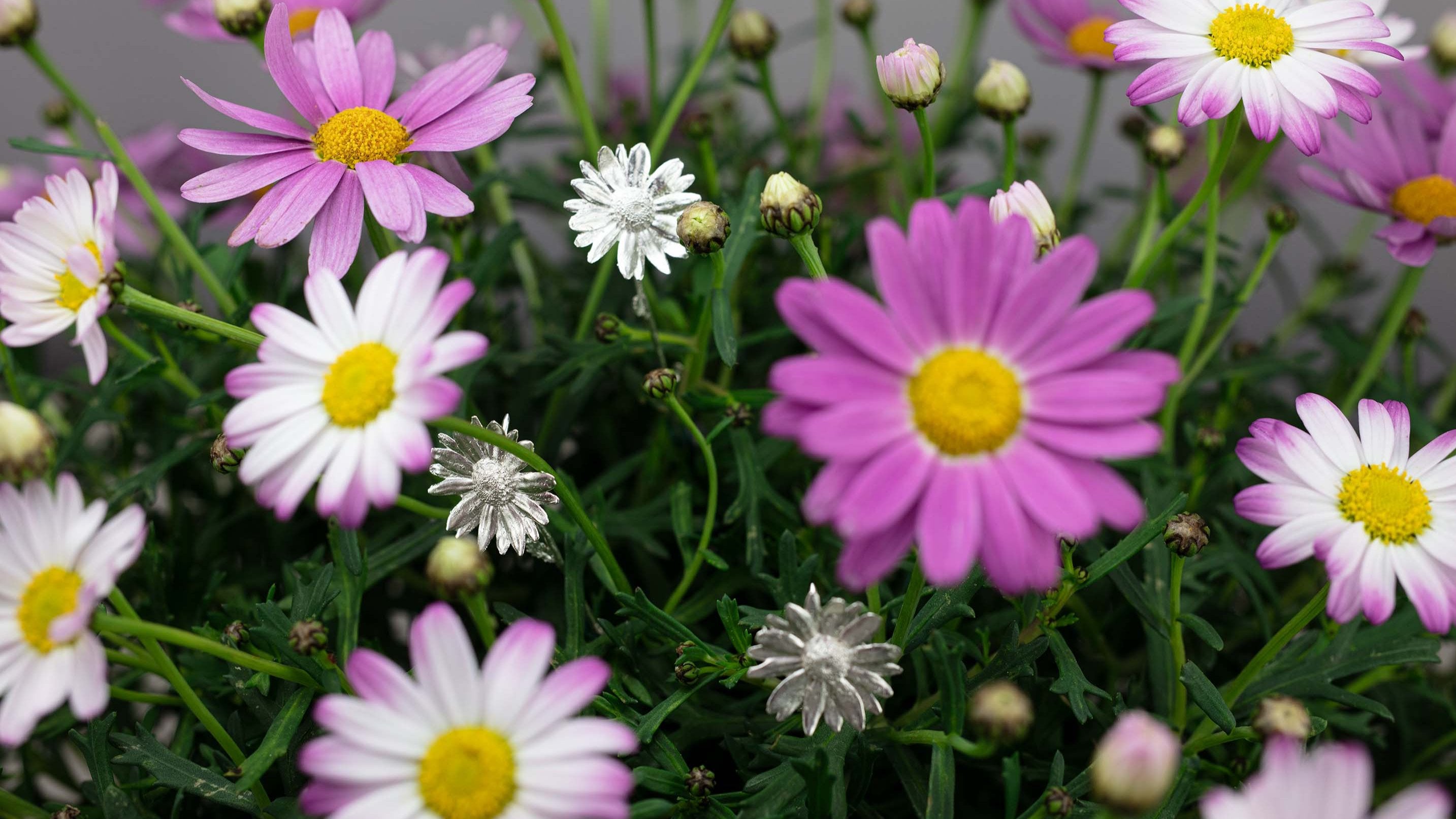 Three Sterling 925 silver daisy brooches displayed among a vibrant mix of pink and white daisies. The brooches, with their intricate floral designs, are surrounded by lush green foliage, creating a striking contrast with the colorful blooms.